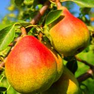 Саджанець Груша Дюшес зимовий в контейнері